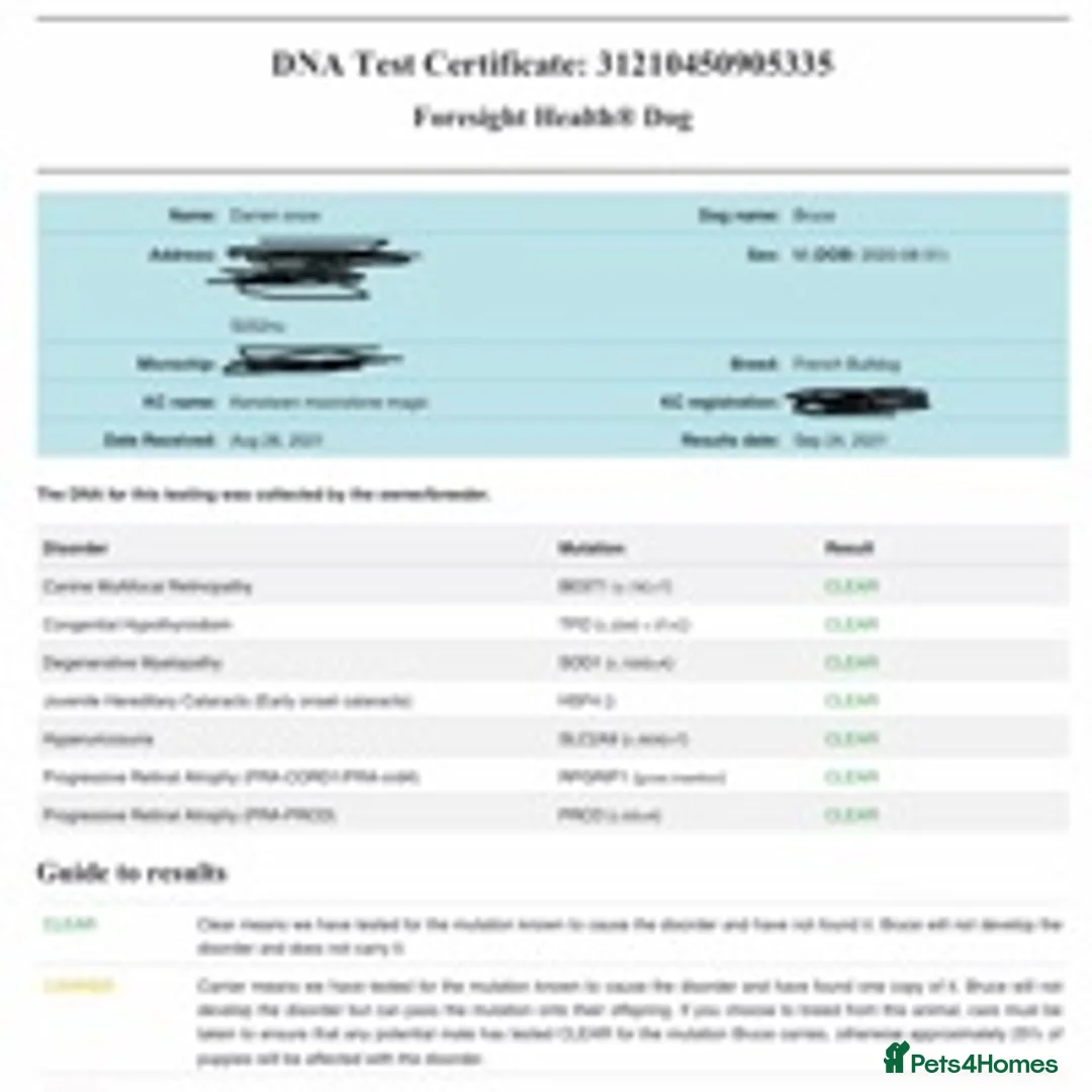 French Bulldog dogs for stud: BRUCE in Sheffield - Advert 5