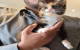 Domestic Shorthair cats for sale: Lovely Kitten to be rehomed - Image 5