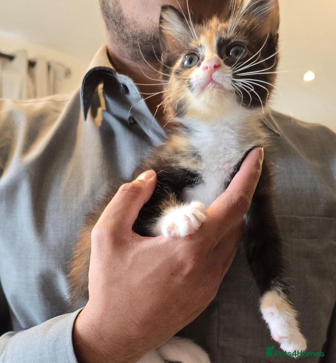 Domestic Shorthair cats for sale: Lovely Kitten to be rehomed - Image 5
