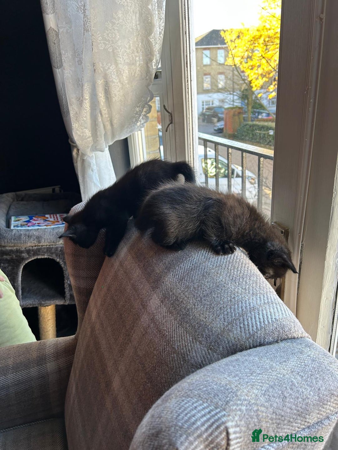 Ragdoll cats for sale:  2half Ragdoll and half domesticshorthair for sale - Advert 9