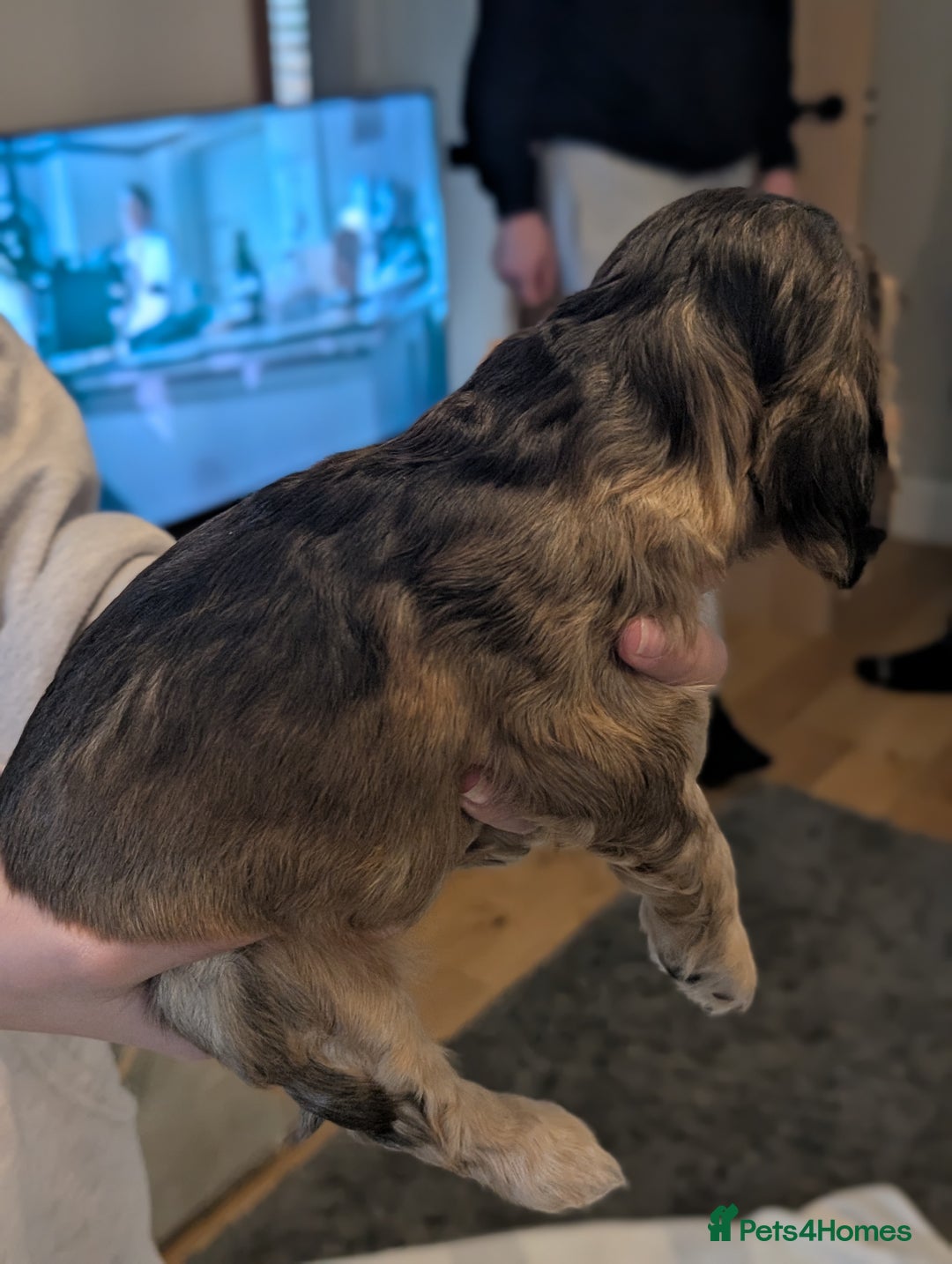 Cocker Spaniel dogs for sale: Quality Bred Show Type Cocker Spaniel Puppies - Image 3