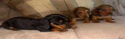 Dachshund dogs for sale: Stunning mini dachshund puppies! - Advert 4