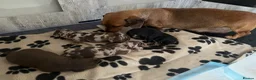 Miniature Dachshund dogs for sale: Miniature dachshunds smooth hairedKC REG PRA CLEAR - Advert 12