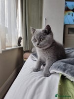 British Shorthair cats - Advert 1