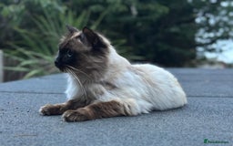 Ragdoll cats for stud: Gccf active Ragdoll stud  - Image 2