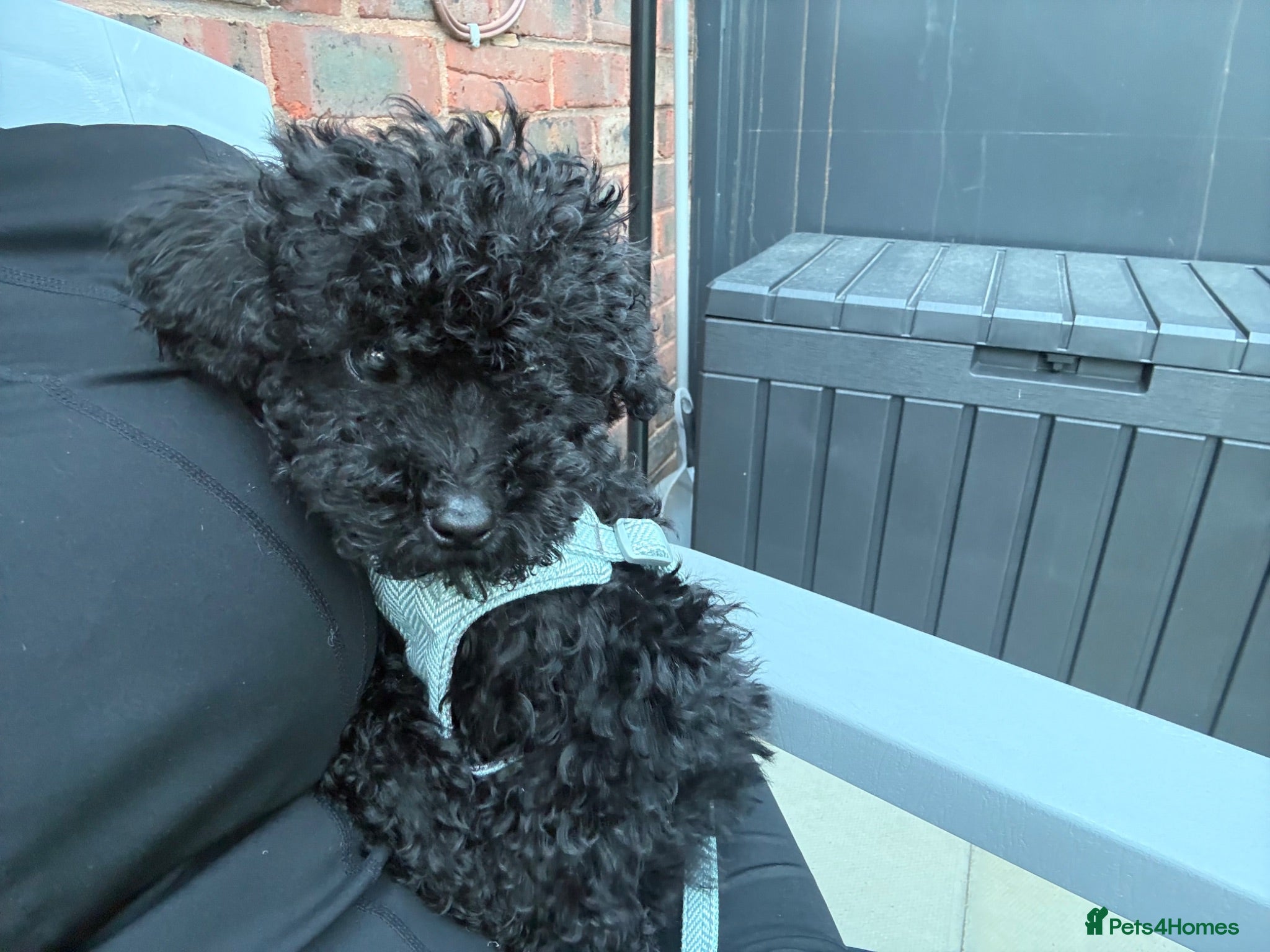 Miniature Poodle dogs Miniature Poodle- Waltham Abbey  - Advert 1