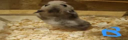 Hamster rodents for sale: Baby Syrian hamsters  - Advert 3