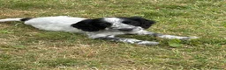 Cocker Spaniel dogs for sale: Spaniel pups  - Advert 7