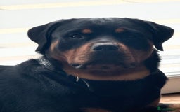 Rottweiler dogs for sale: 2 year old Rottweiler - Advert 5