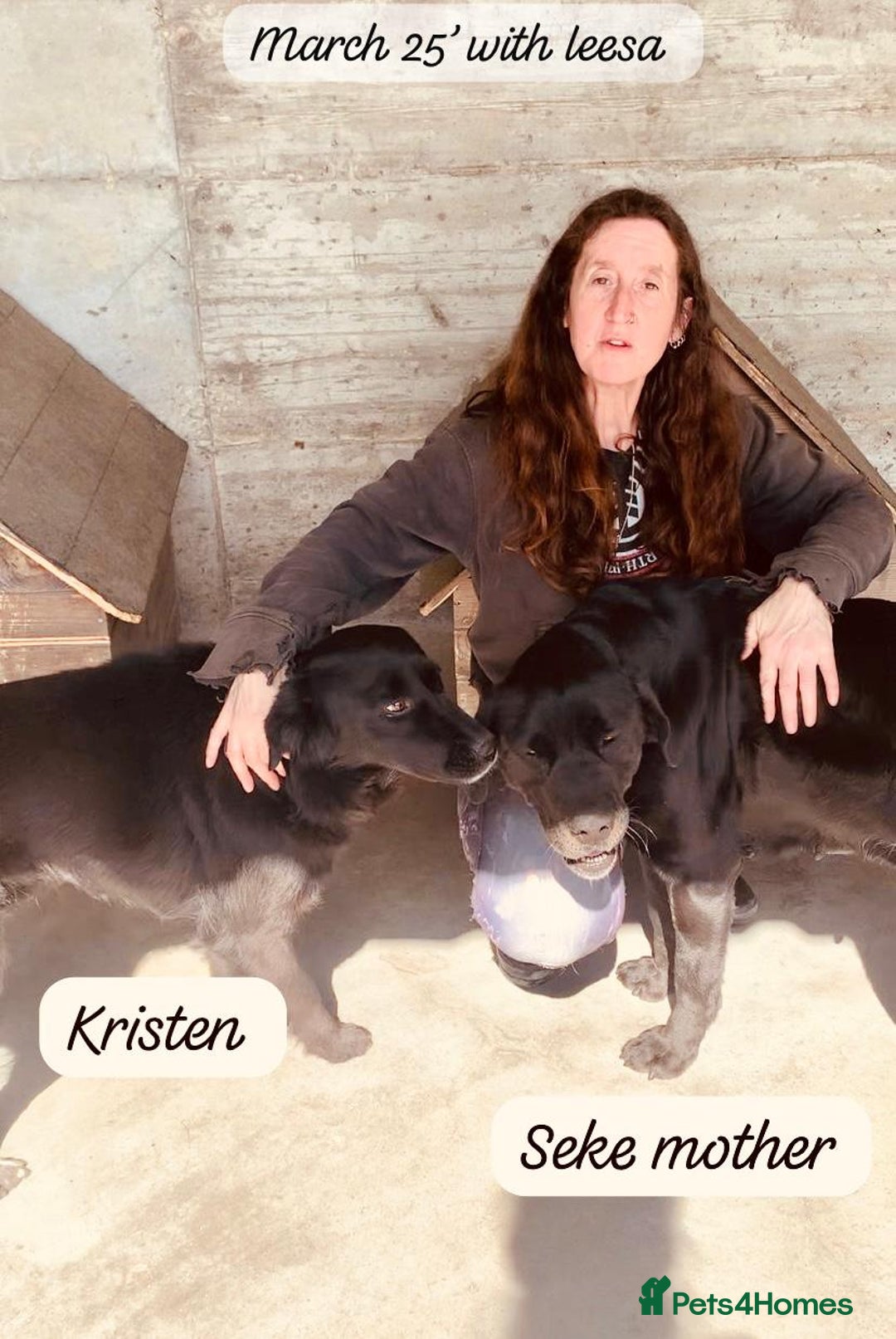 Mixed Breed dogs for adoption: Kristen, 1 yr approx. Available for adoption. in Brixham - Image 5