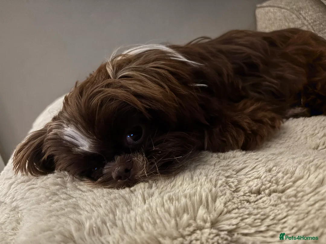 Shih Tzu dogs for sale: 11 Month Old Male Shih Tzu - Advert 4