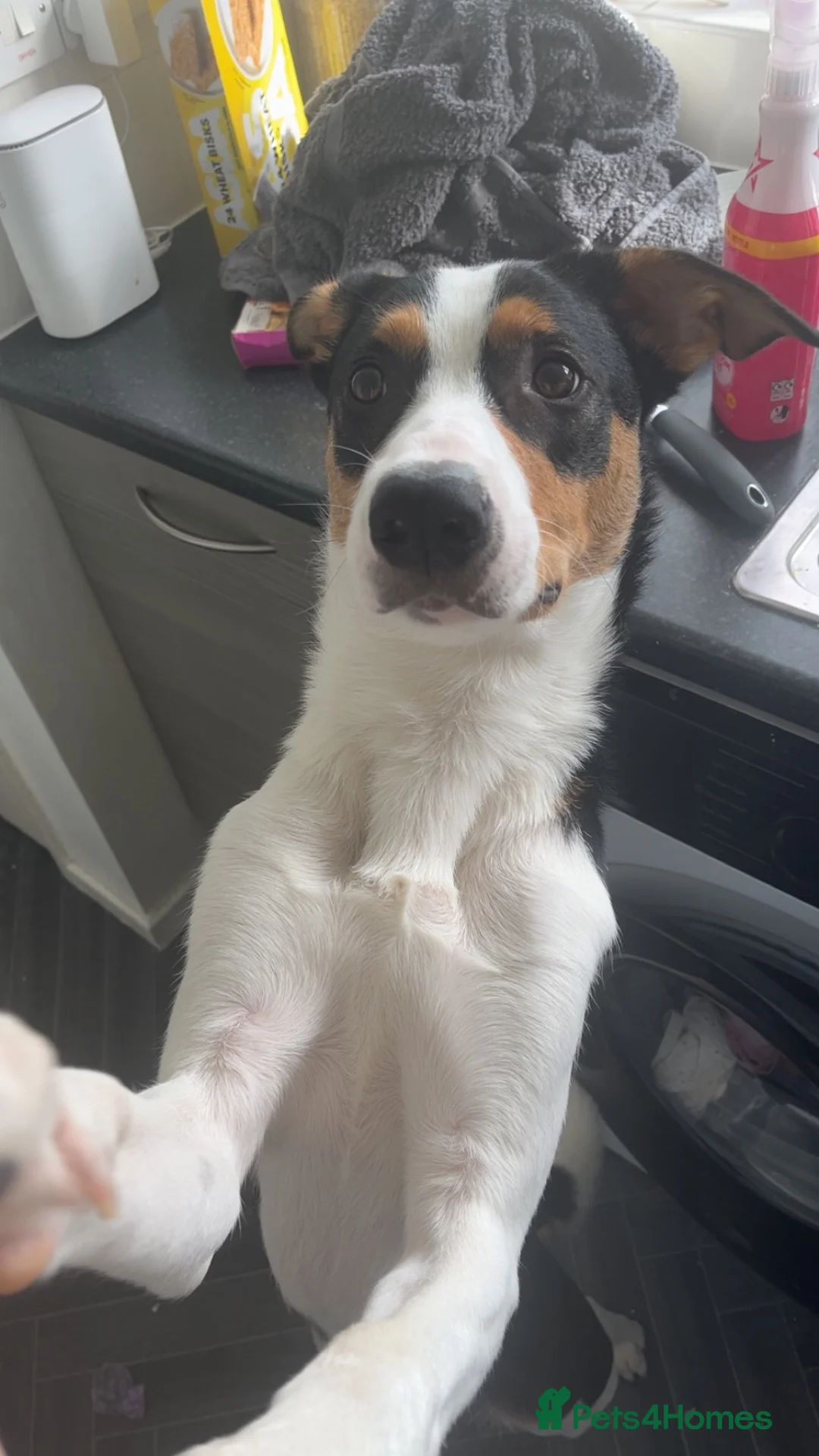 Mixed Breed dogs for sale: 8 month old male  - Advert 2