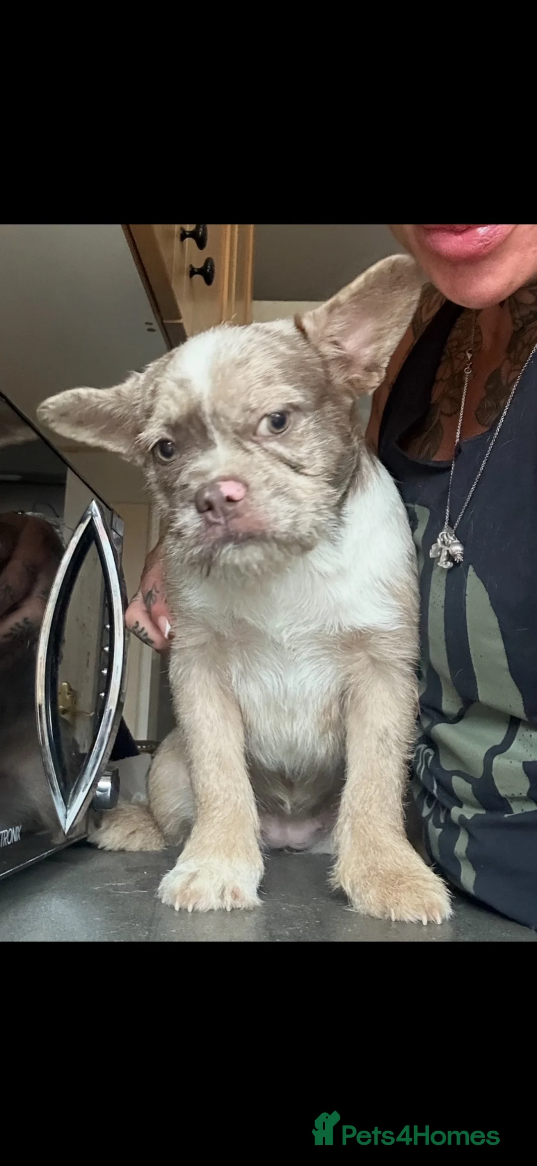 French Bulldog dogs for sale: Final reduction- last two micro pups - Advert 2