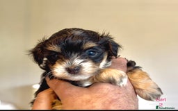 Maltipoo dogs for sale: Exquisitely Adorable Toy Maltipoo Puppies  - Image 11