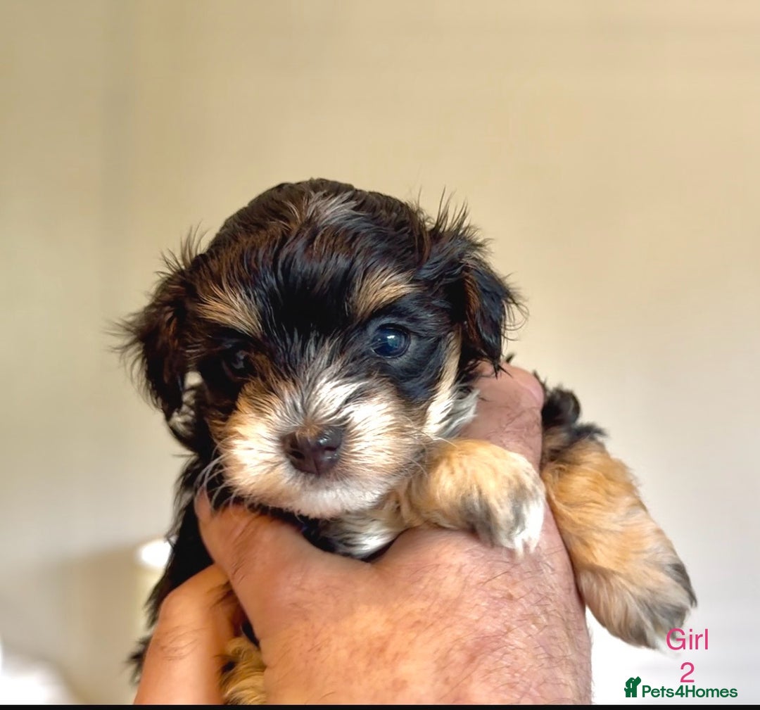 Maltipoo dogs for sale: Exquisitely Adorable Toy Maltipoo Puppies  - Image 11