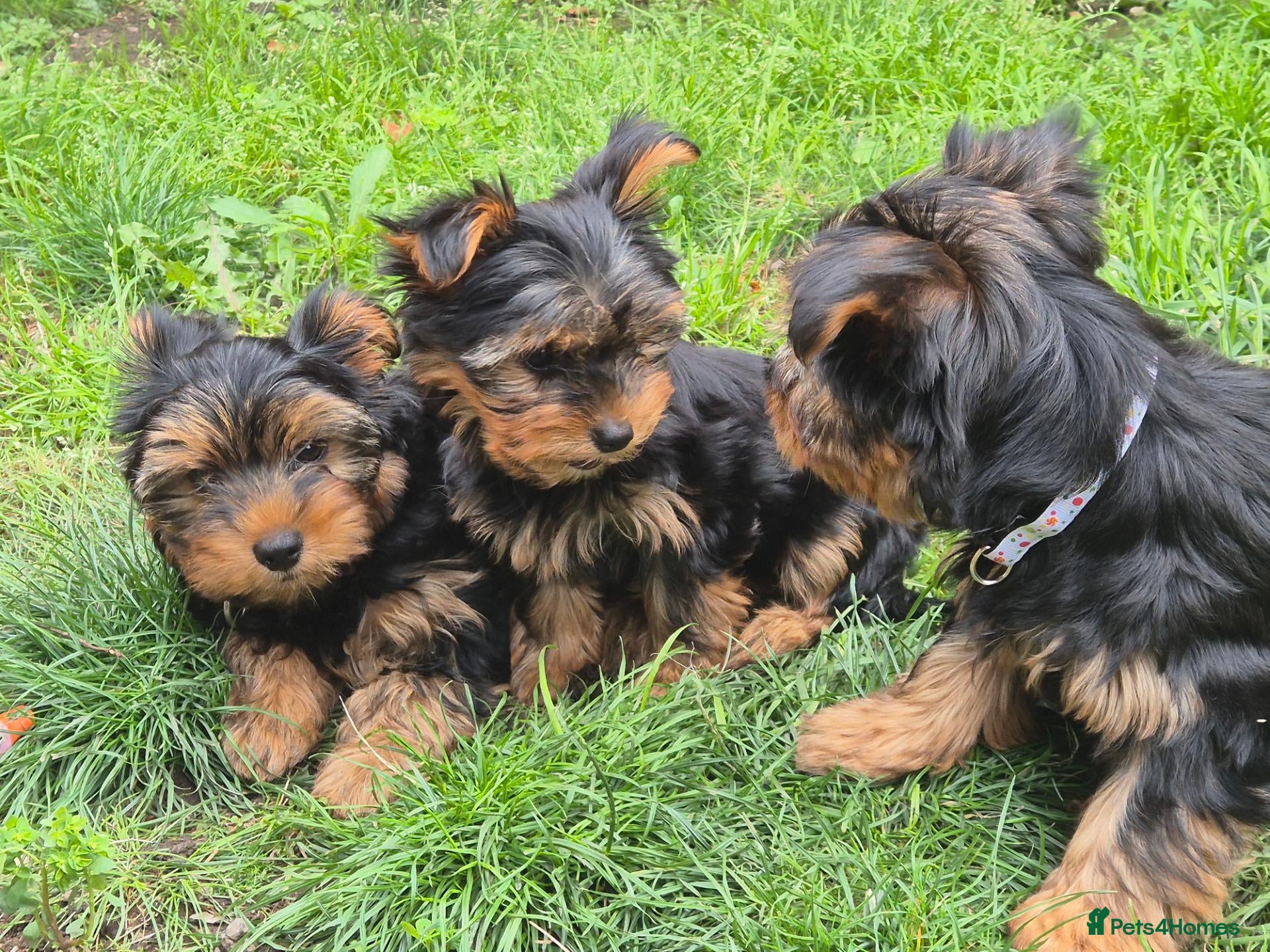 Yorkshire Terrier dogs 🐾 Beautiful Yorkshire Terrier Girls - Advert 2