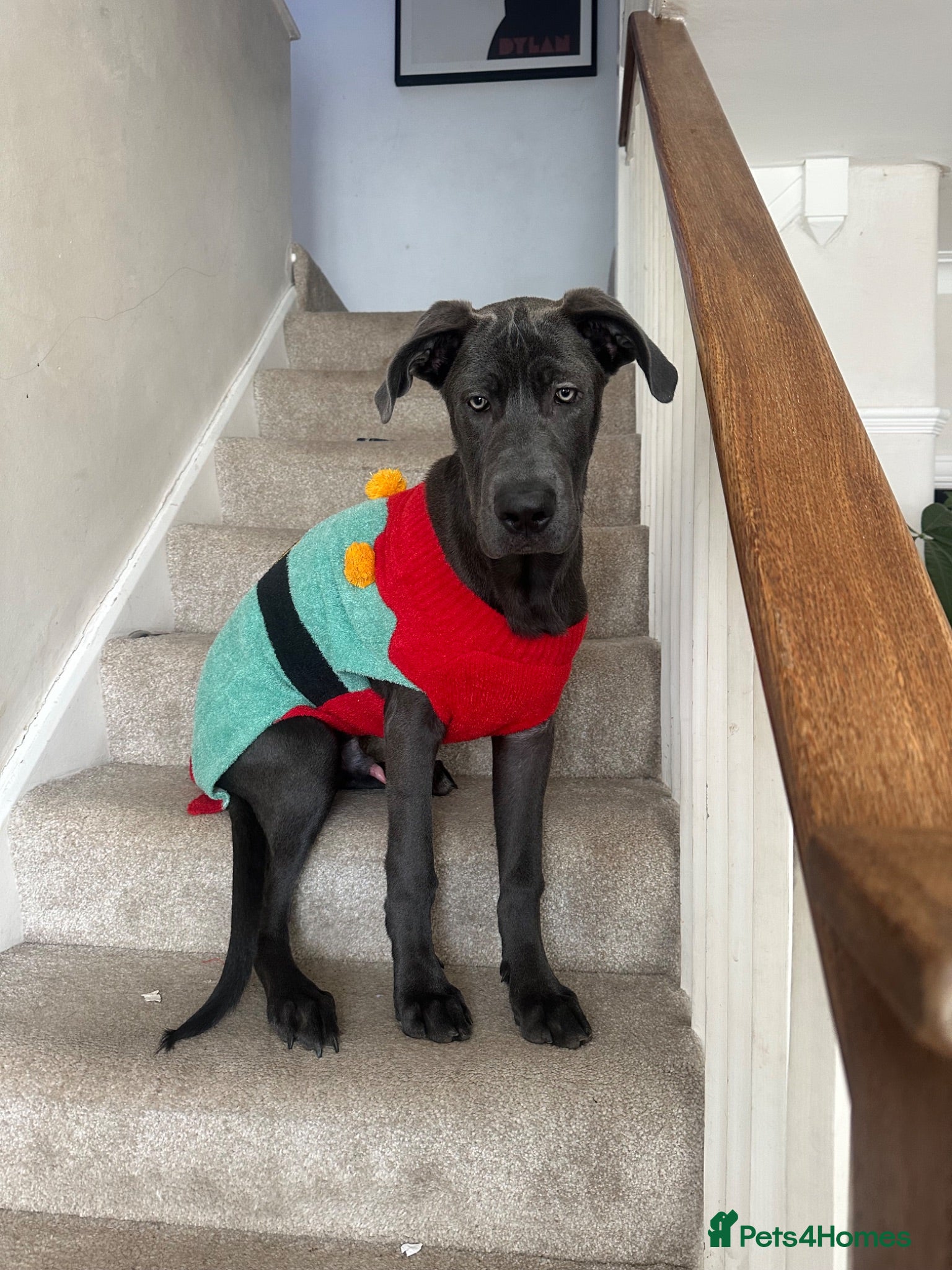 Mixed Breed dogs GORGEOUS GERMAN SHEPHERD x GREAT DANE MIX - Advert 15