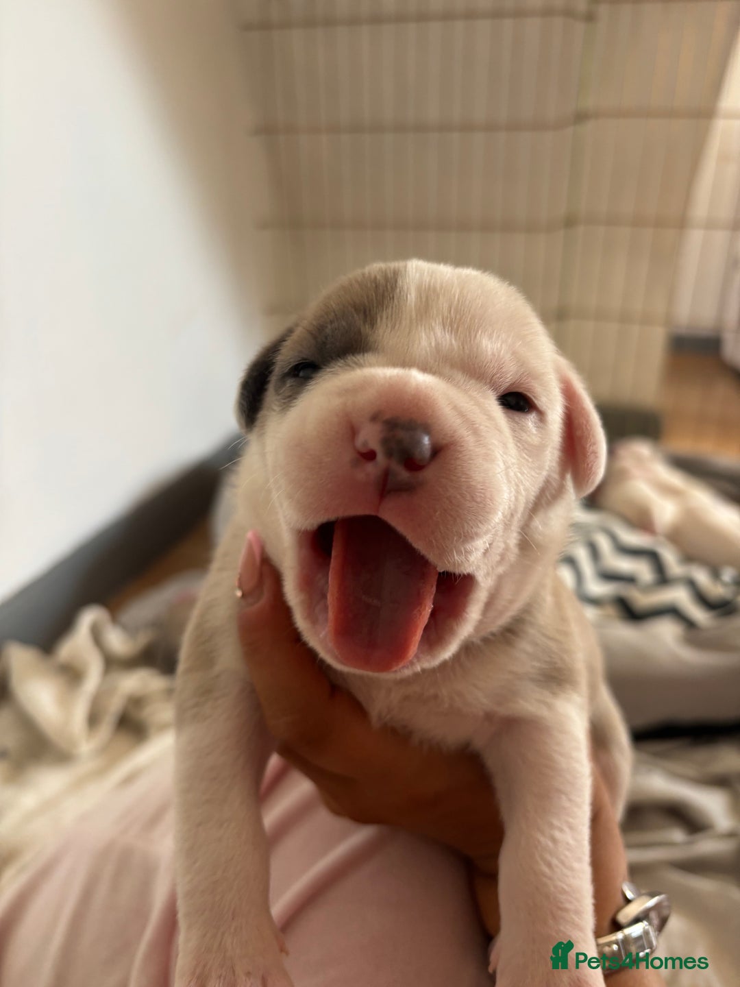American Bulldog dogs for sale: American bulldogs - Image 10