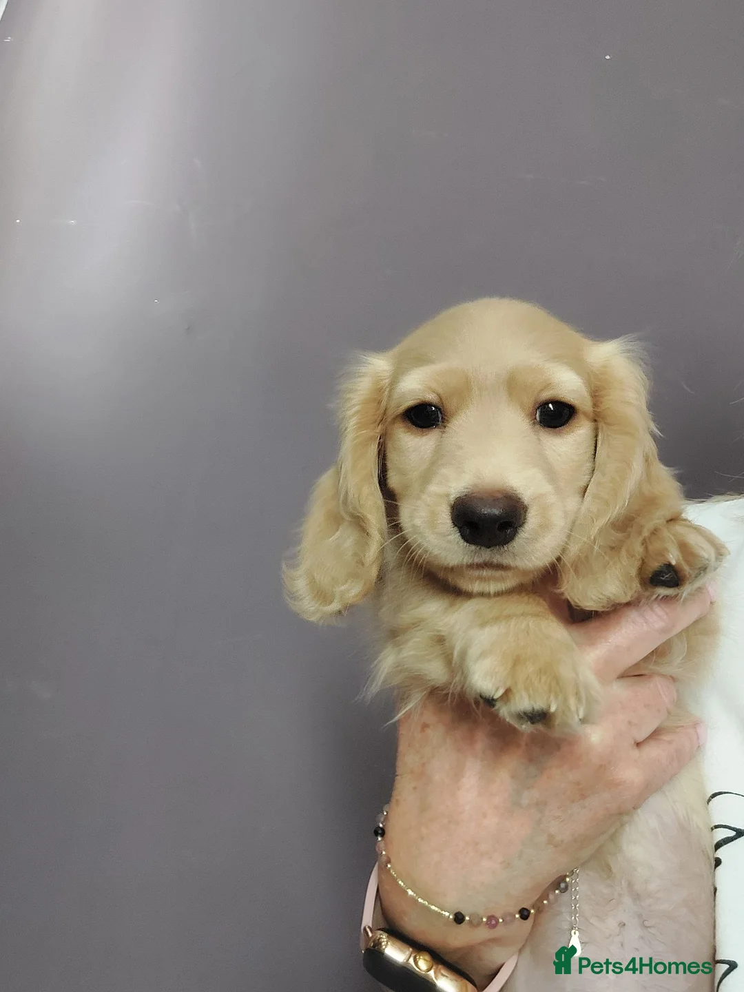 Miniature Dachshund dogs for sale: PEDIGREE CREAM LONG HAIRED MINI DACHSHUND - Advert 2