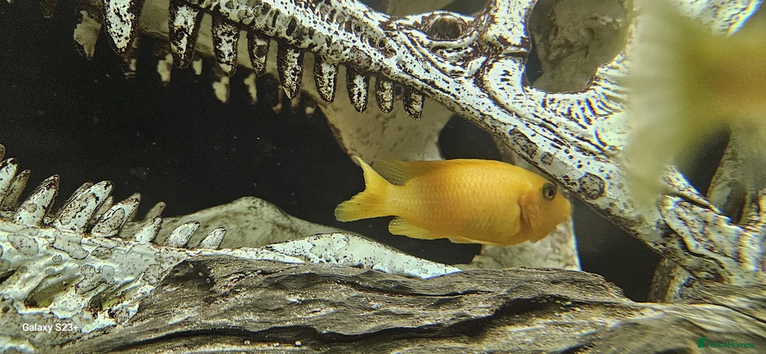 Other/Mixed Breed fish for sale: Assortment of fish  - Advert 9