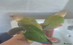 Conures birds for sale: Conures - Image 6