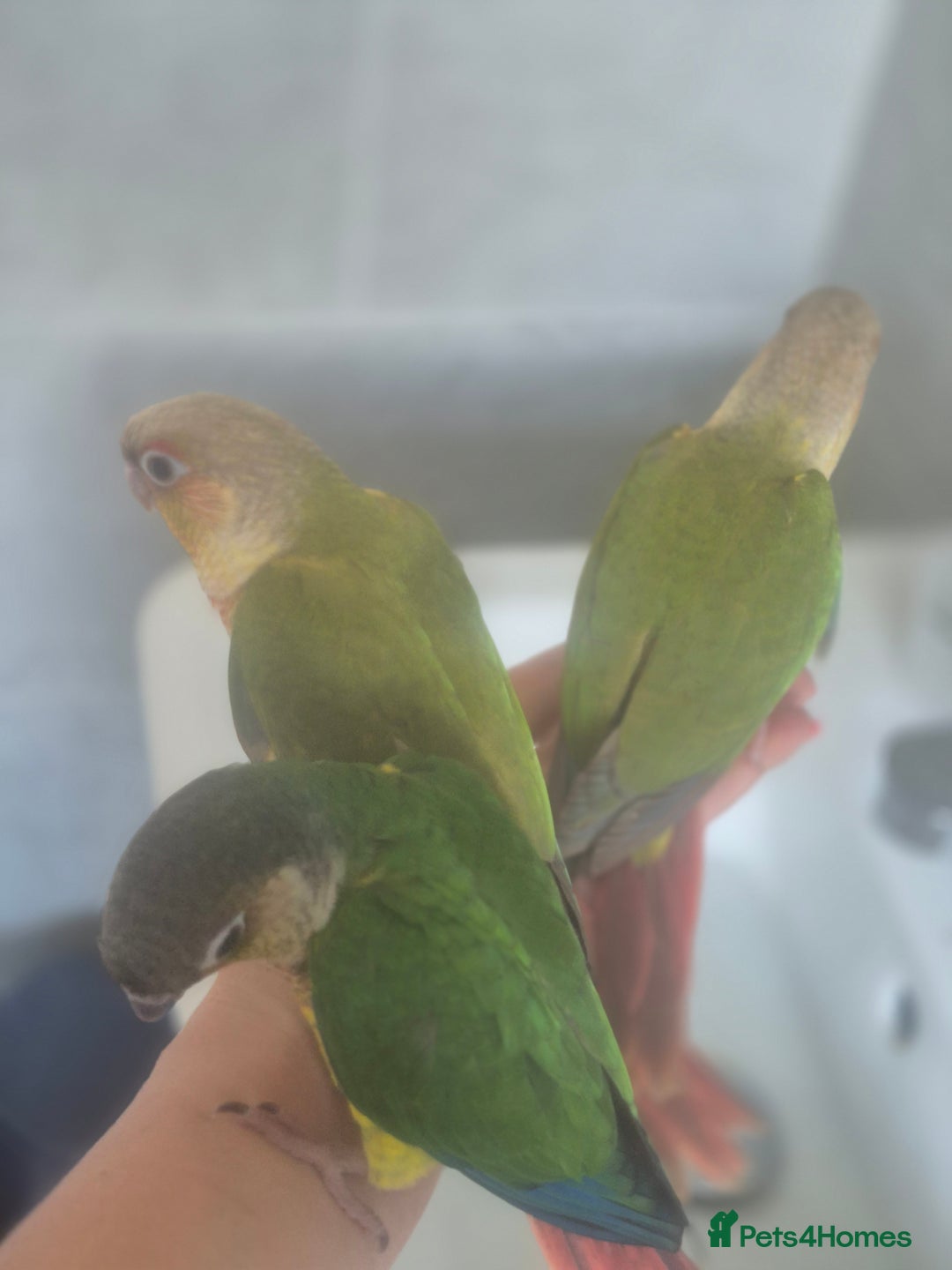 Conures birds for sale: Conures - Image 6