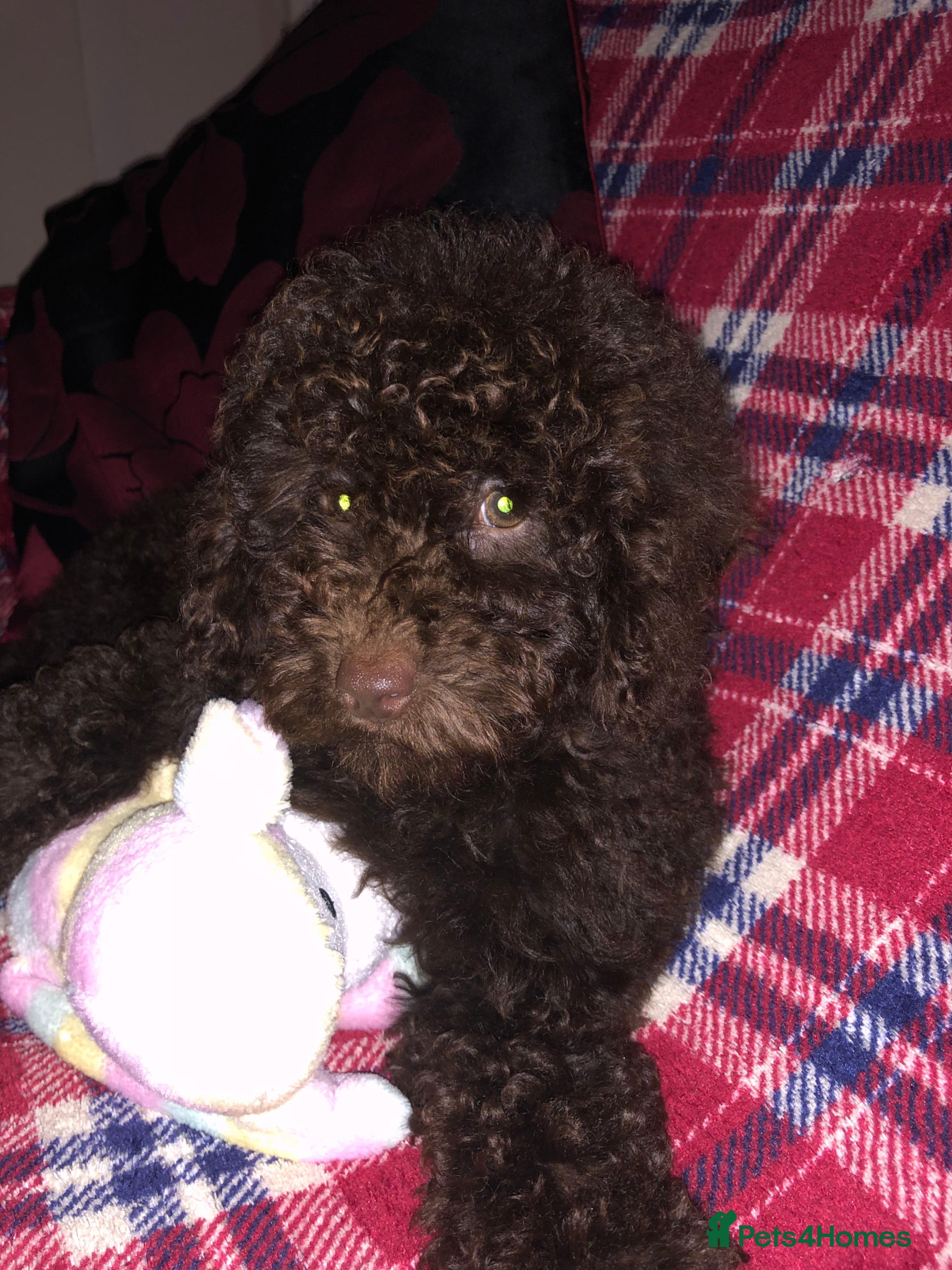 Cockapoo dogs Cockapoo puppies for sale  - Advert 1