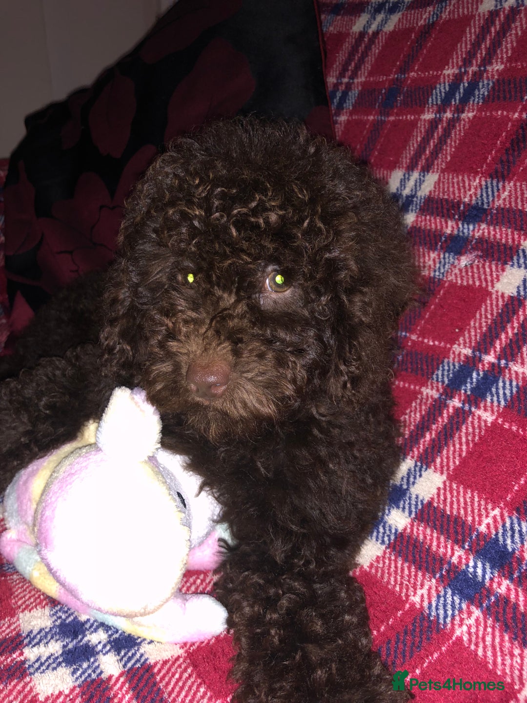 Cockapoo dogs for sale: Cockapoo puppies for sale  - Advert 1