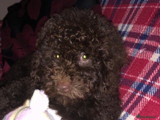 Cockapoo dogs Cockapoo puppies for sale - Advert 2