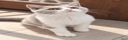 British Shorthair cats for sale: Ready now🐈 - Advert 9