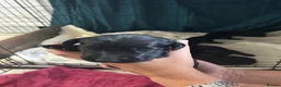 Springador dogs for sale: Springador pups - Advert 6