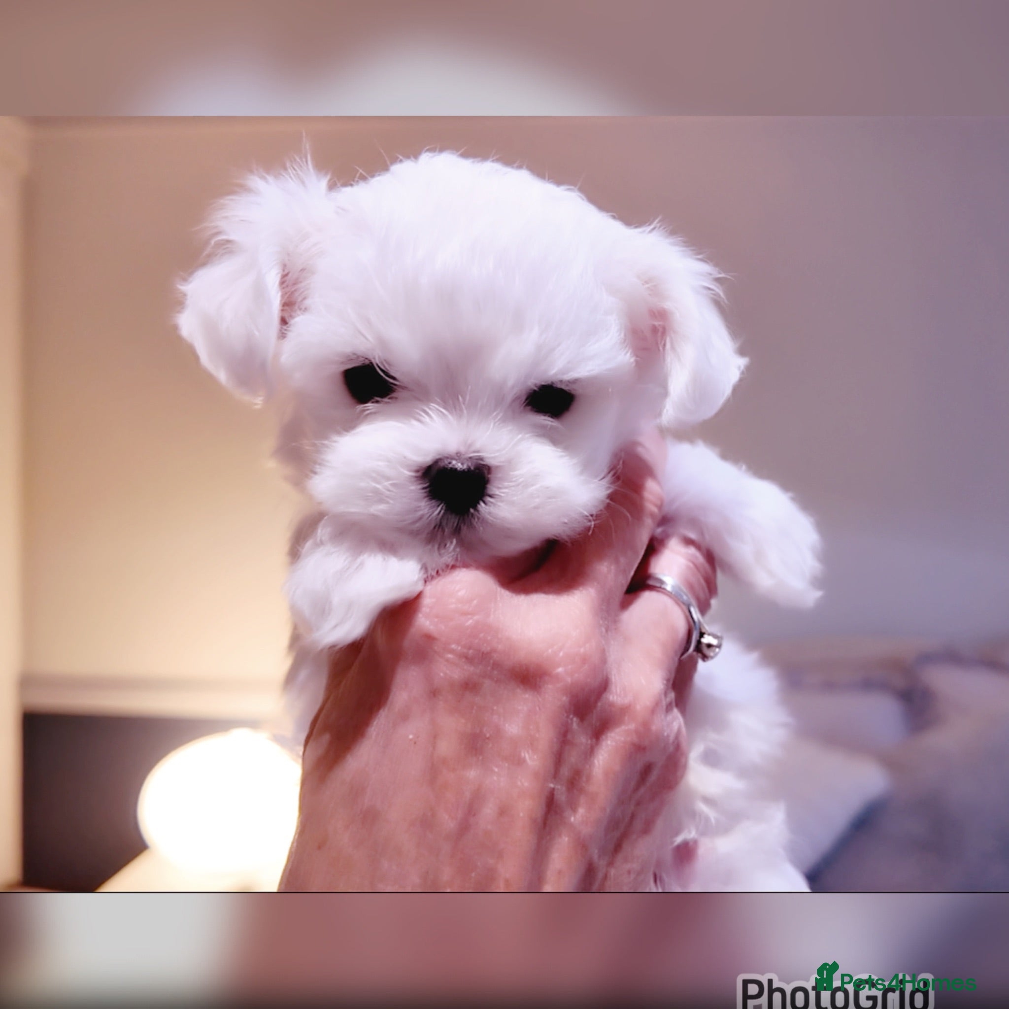 Maltese dogs Exceptional KC reg small Maltese  - Advert 1