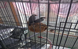 Mixed Breed birds for sale: Mixed bird pair diamond doves and Javer sparow - Image 1