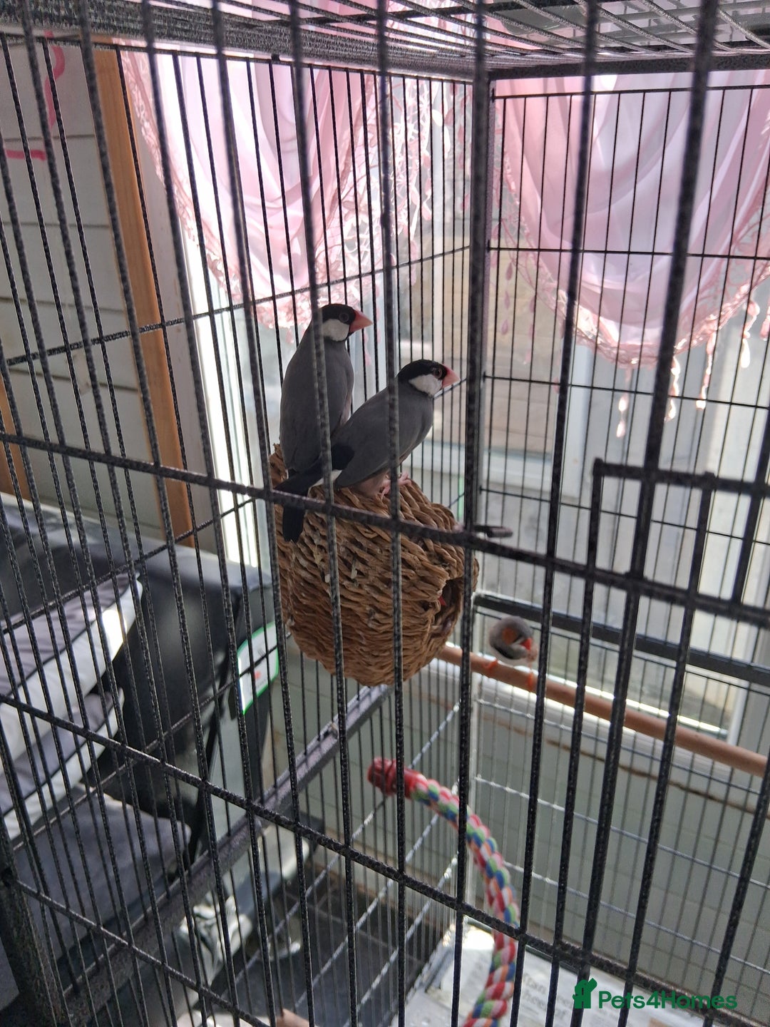Mixed Breed birds for sale: Mixed bird pair diamond doves and Javer sparow - Image 1