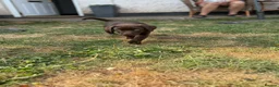 Labrador Retriever dogs for sale: KC Labrador puppies - Advert 14