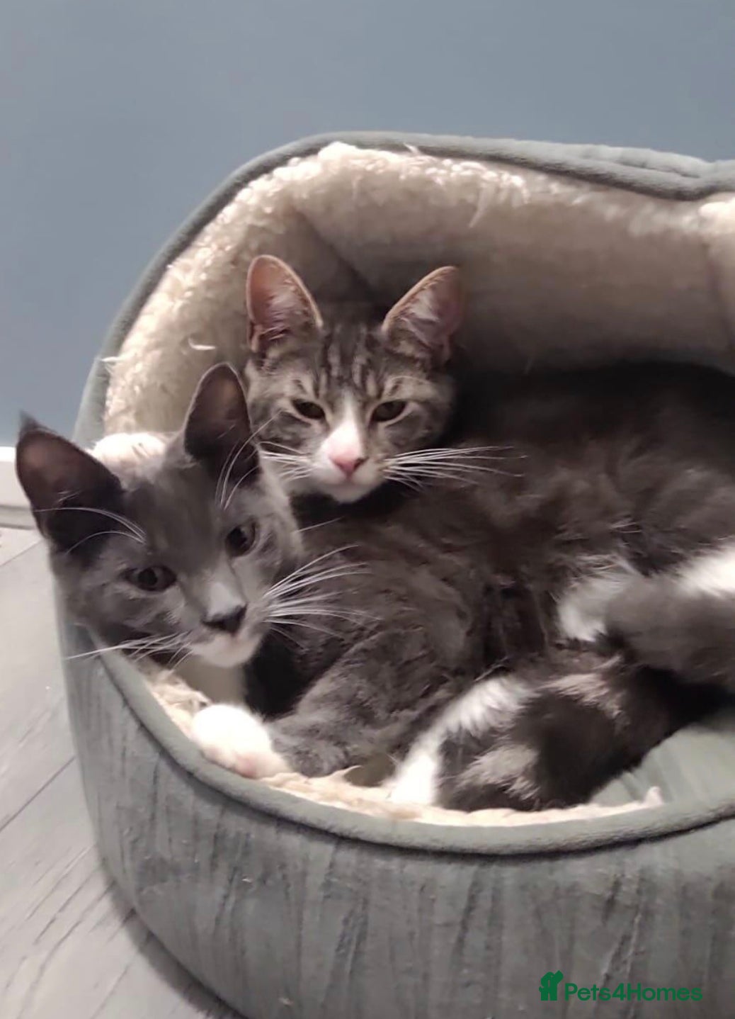 Mixed Breed cats 2 female sister mainecoon x British short haired - Advert 2