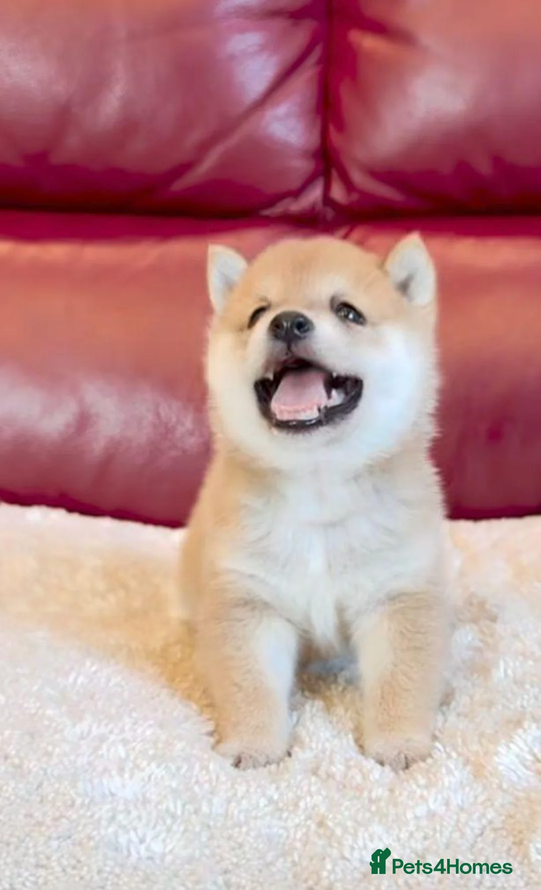 Japanese Shiba Inu dogs for sale: Five Little Fox-Faced Charms Shiba Inu Puppies - Advert 2