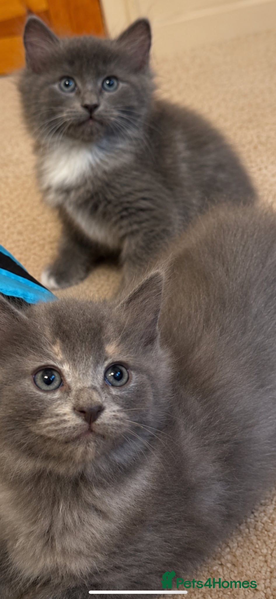 Mixed Breed cats for sale: Beautiful half ragdoll kittens 💖 - Advert 9