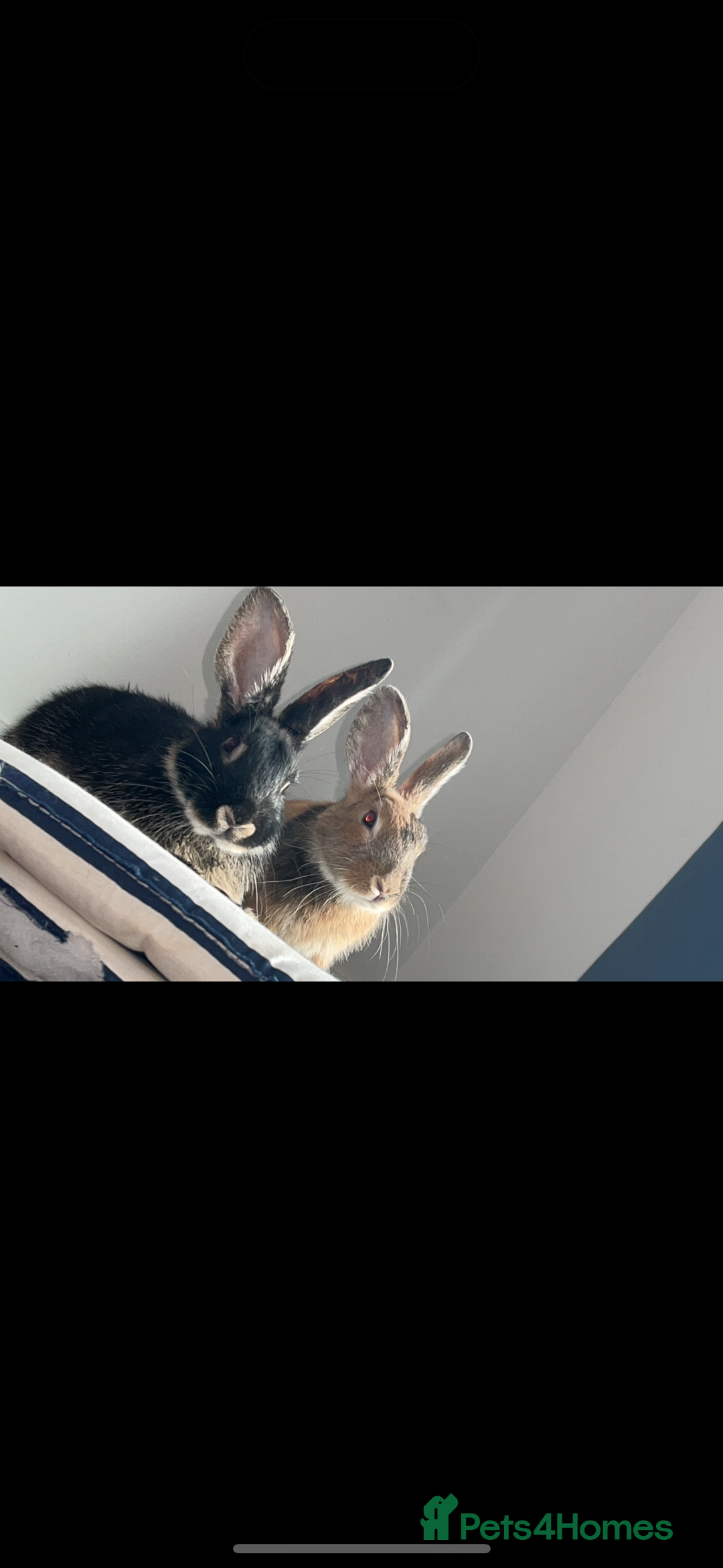 Mixed Breed rabbits for sale: Silver back rabbits - Image 6