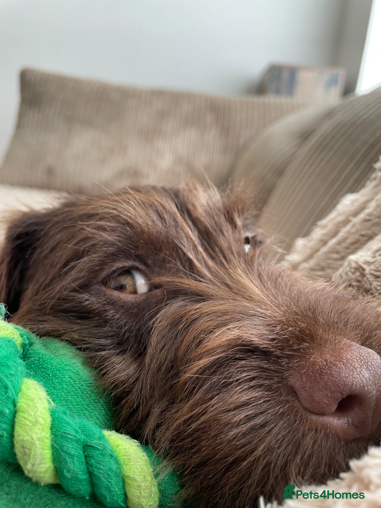 Patterdale Terrier dogs for sale: Patterdale Terrier  in Liverpool - Advert 1