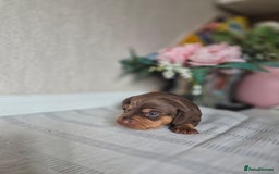 Dachshund dogs for sale: Miniature dachshund puppies PRA CLR - Image 5