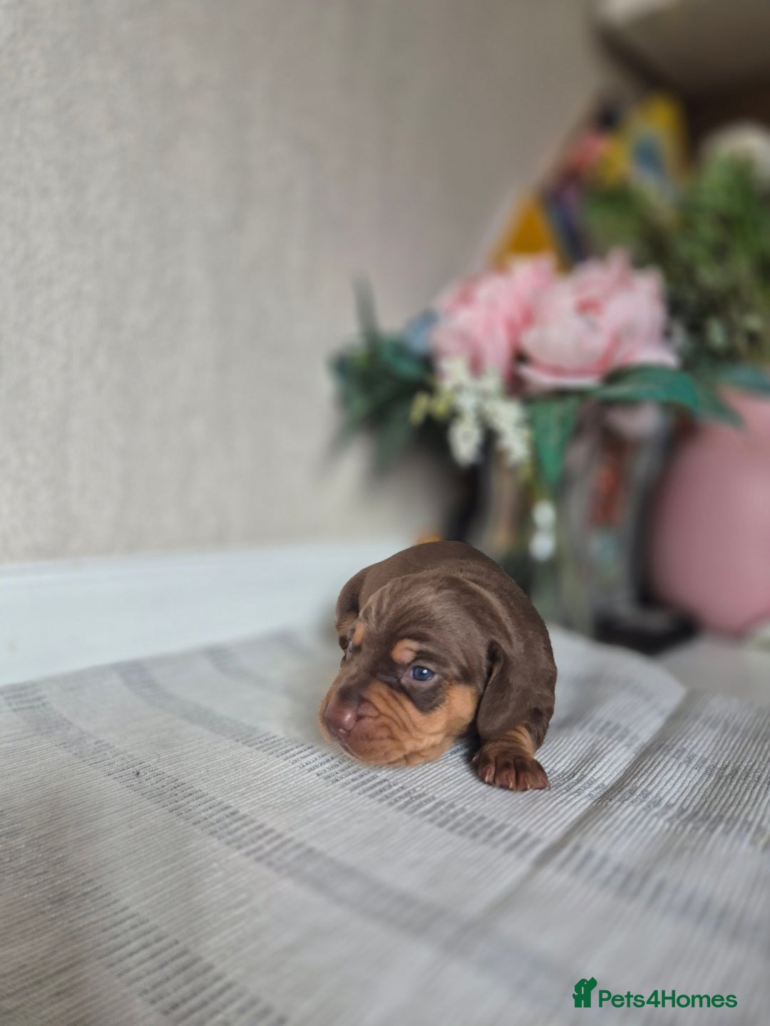 Dachshund dogs for sale: Miniature dachshund puppies PRA CLR - Image 5
