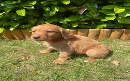 Labrador Retriever dogs for sale: Beautiful fox red lab puppies in Cambridge - Image 8