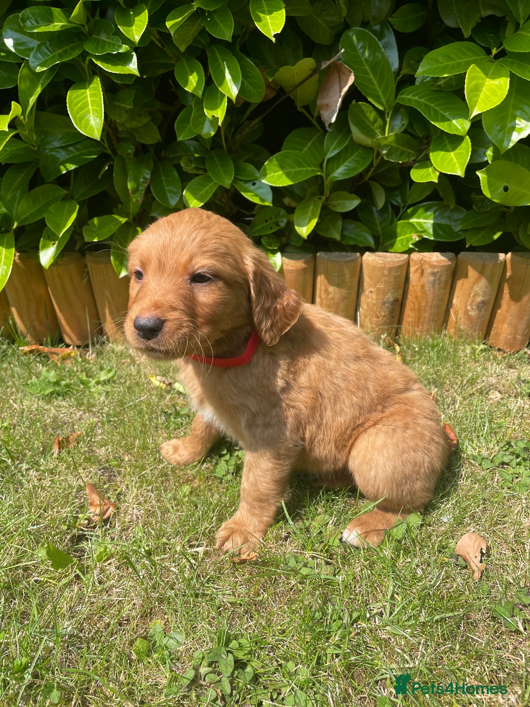 Labrador Retriever dogs for sale: Beautiful fox red lab puppies in Cambridge - Image 8