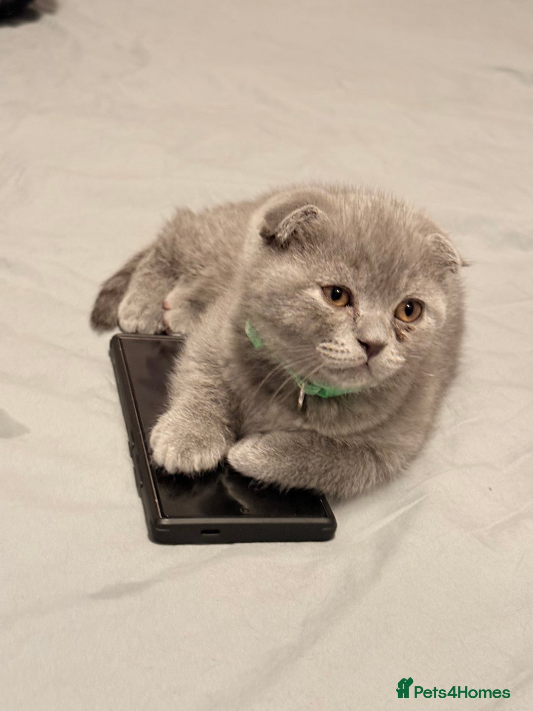 Scottish Fold cats for sale: Scottish Fold&British Shorthair.Vaccinated&Ready - Advert 15