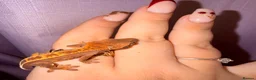 Gecko reptiles for sale: Crested Gecko Babies - Advert 31