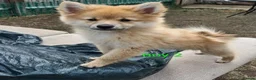 Pomeranian dogs for sale: Pomeranian  - Advert 5