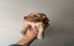 Cocker Spaniel dogs for sale: 🐾Show Cocker Spaniel 🐾  - Image 3