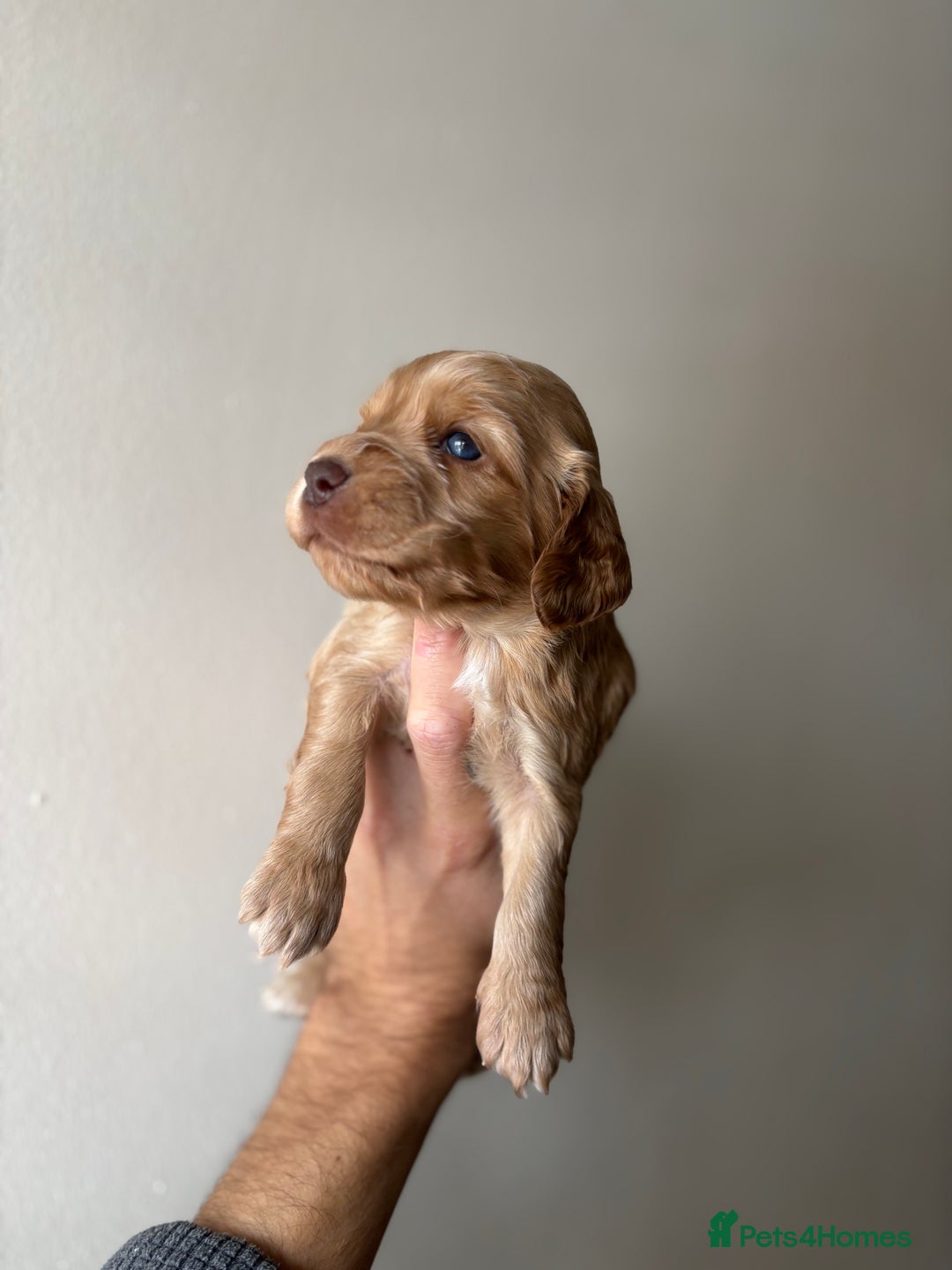 Cocker Spaniel dogs for sale: 🐾Show Cocker Spaniel 🐾  - Image 3
