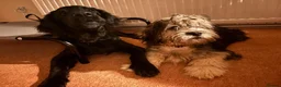 Mixed Breed dogs for adoption: FELIX – 6 MONTHS OLD, ADORABLE BOY PUPPY in Kettering - Advert 11